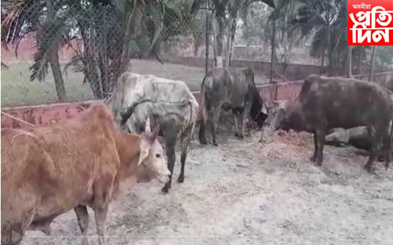 দুৰ্ঘটনাত পতিত ট্ৰাক, থিতাতে মৃত্যু ২১ টা গৰুৰ...