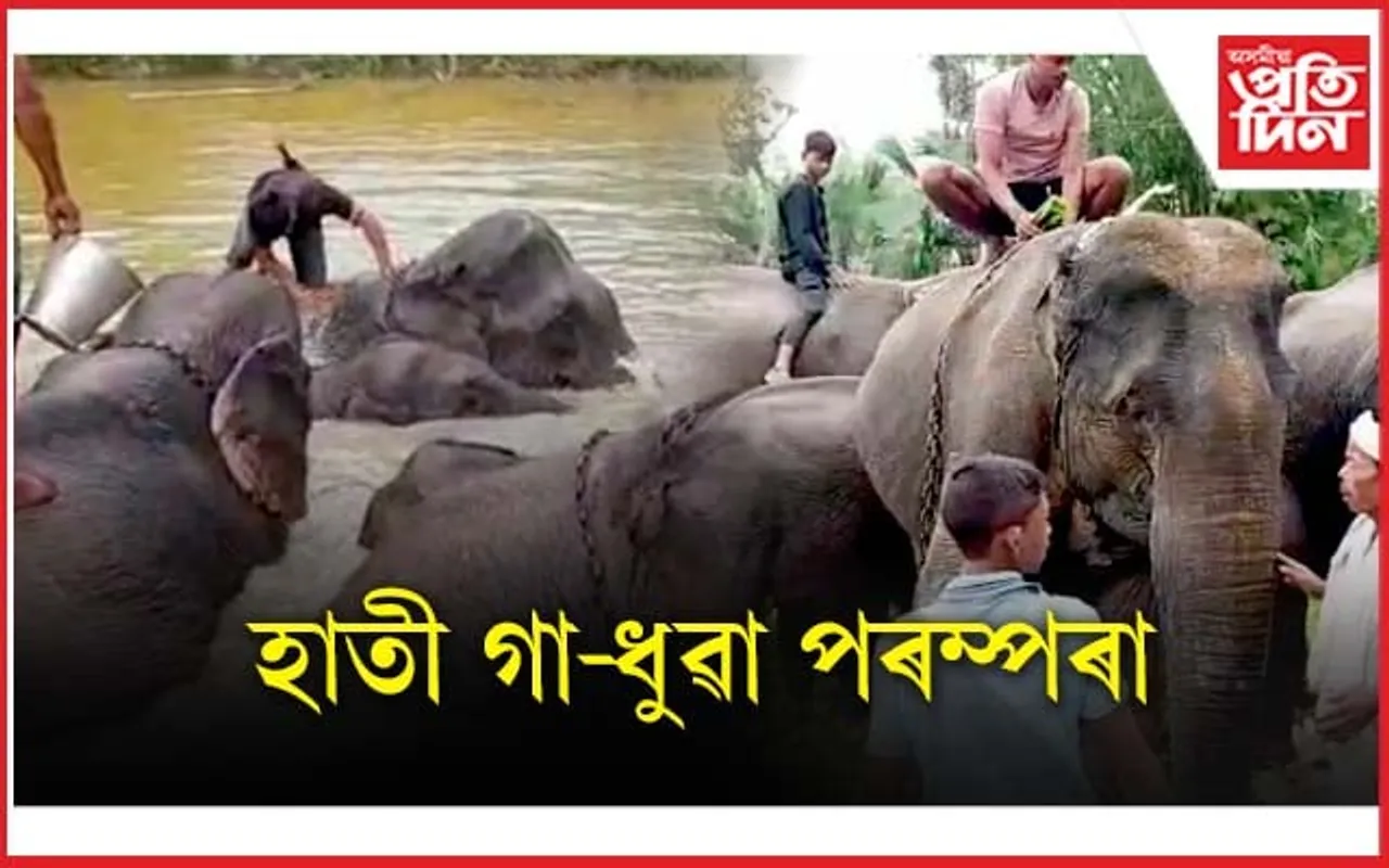 উজনিত মৰাণ জনগোষ্ঠীয়ে হাতী গা-ধুৱা পৰম্পৰাৰে পালন কৰিলে ৰঙালী...
