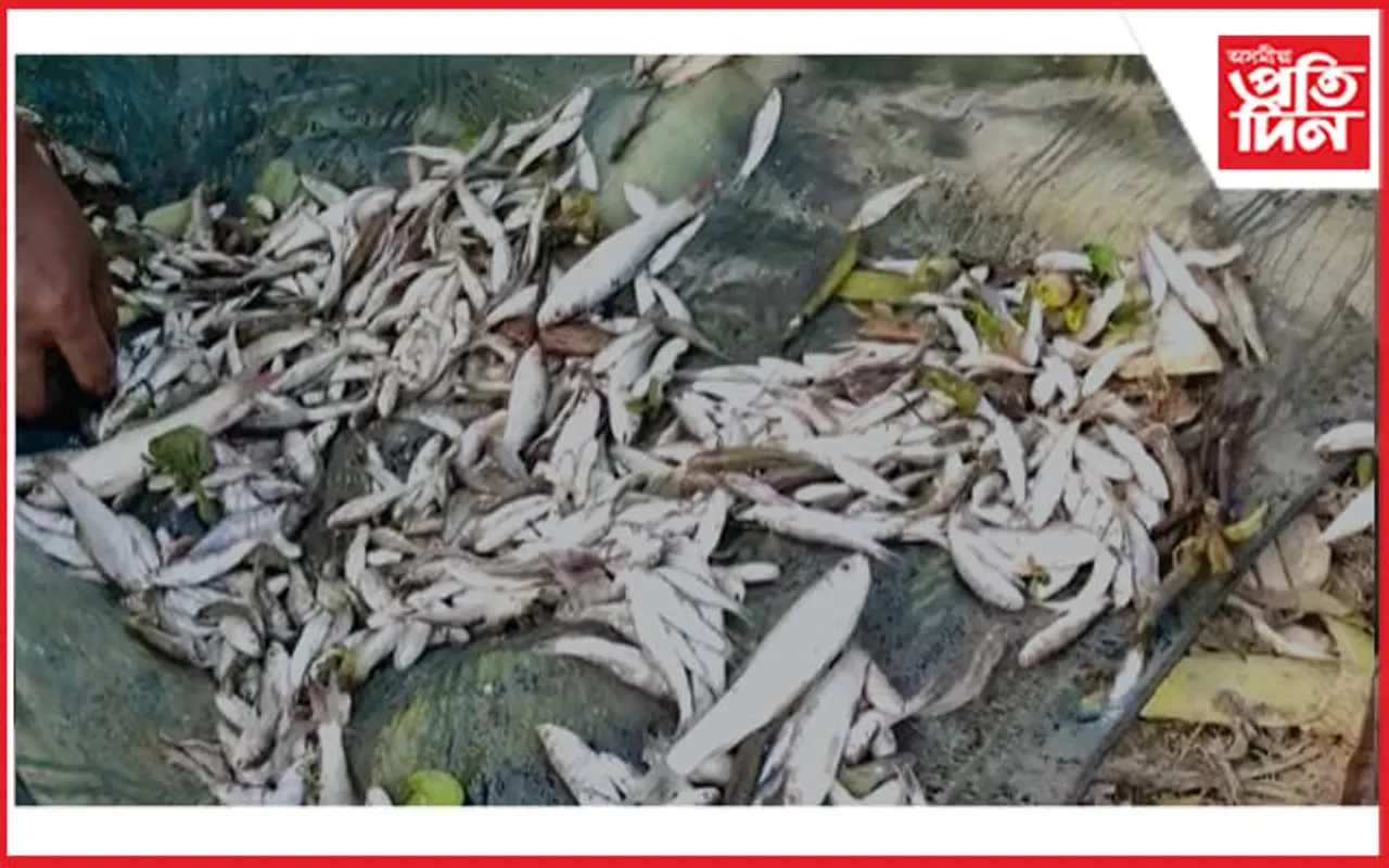মটৰচাইকেলেৰে অহা দুৰ্বৃত্তই পুখুৰীত ঢালিলে বিষ, নিধন ২৫ কুইণ্টলতকৈ অধিক মাছ...