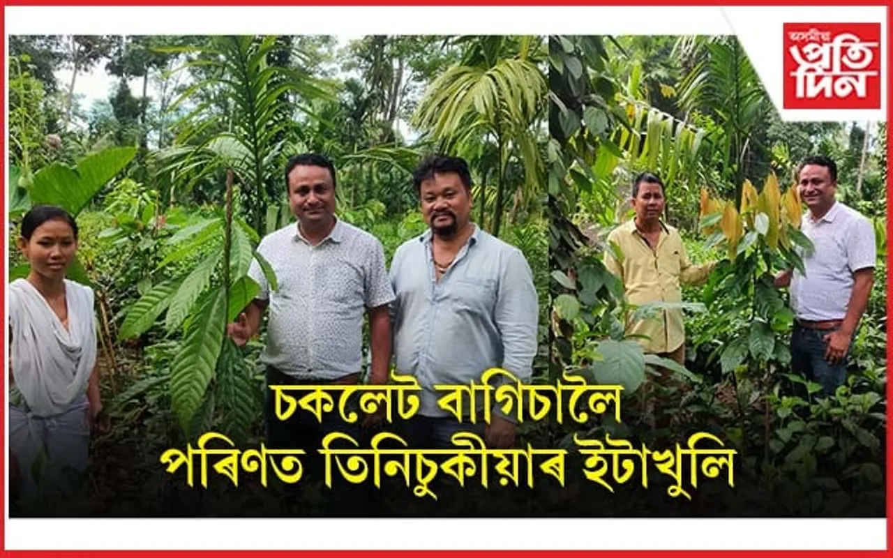 ইটাখুলিত চকলেট খেতিৰ বাগিচা...