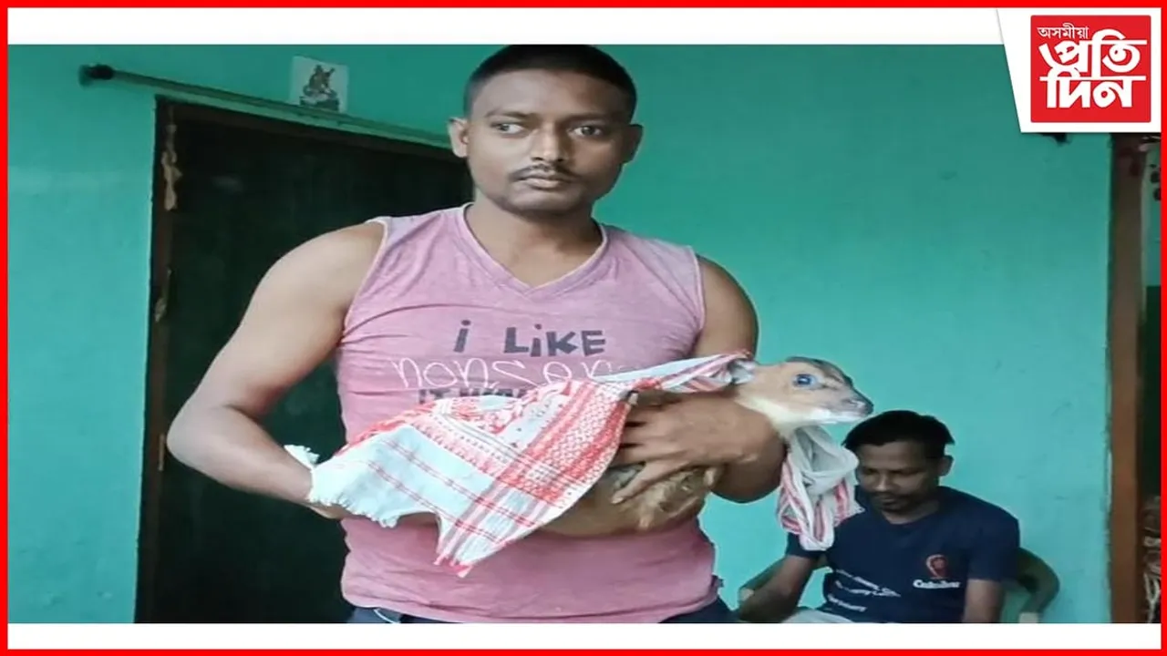 বন্যপ্ৰেমৰ অপূৰ্ব নিদৰ্শন,পানীত ককবকাই থকা পহু পোৱালিক উদ্ধাৰ কৰি মাতৃক সপি দিলে শংকৰে...