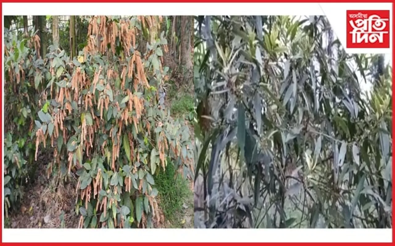 কাইলৈ গৰু বিহু : দীঘলতী-মাখিয়তী সংগ্ৰহত ব্যস্ত চহা...