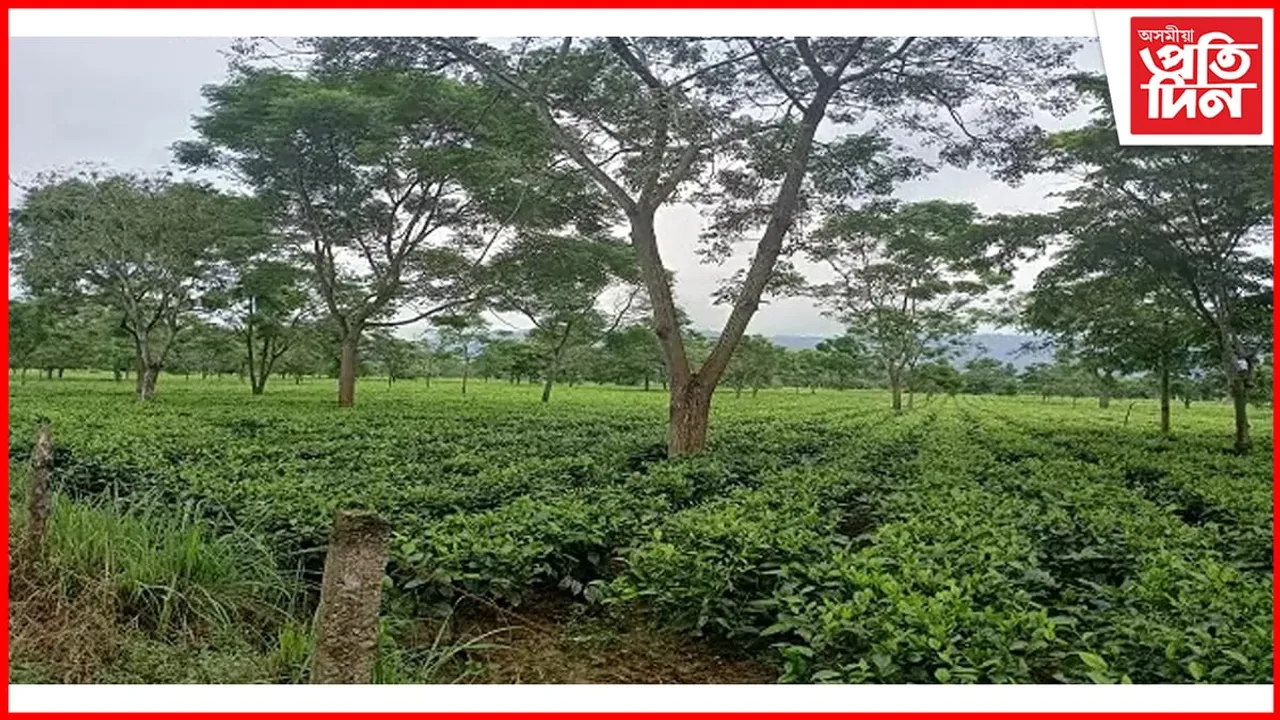 ট্রেক্টৰ চালকে মৰিয়াই মৰিয়াই হত্যা কৰিলে চাহ শ্ৰমিকক...