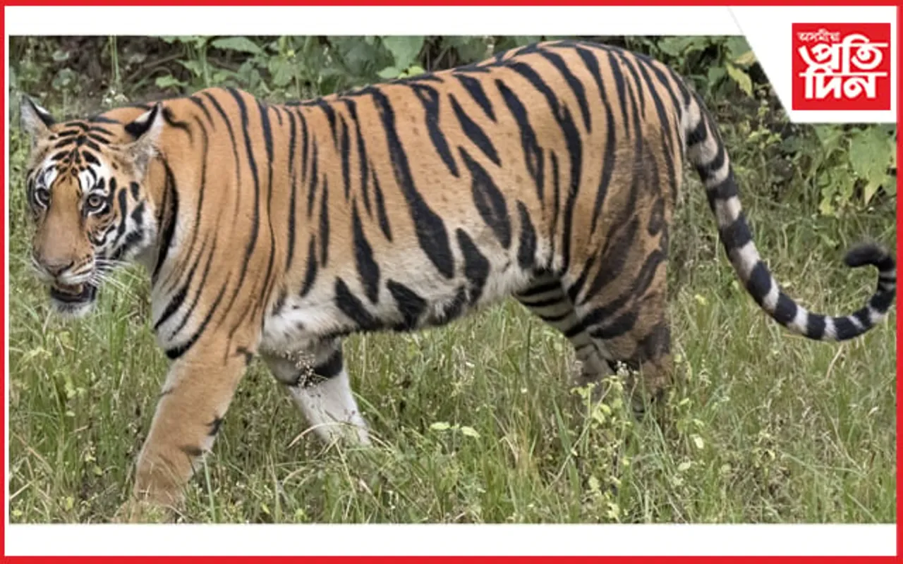 বনৰজা হত্যা কৰি ভক্ষণ কৰাৰ অপৰাধত চাৰিজনক গ্ৰেপ্তাৰ...