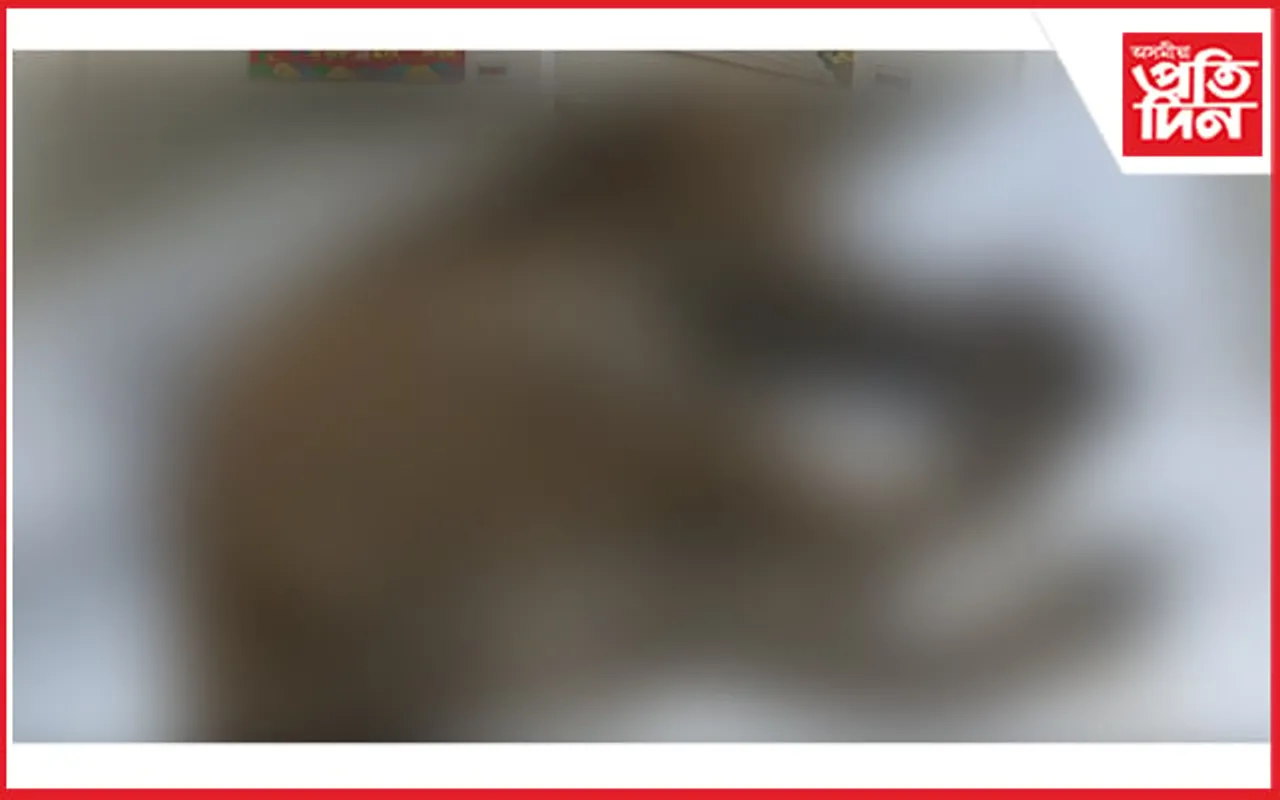 মানুহৰ জিঘাংসাৰ বলি হৈ মৃত্যুক সাৱতিলে এটি নাহৰফুটুকীয়ে...