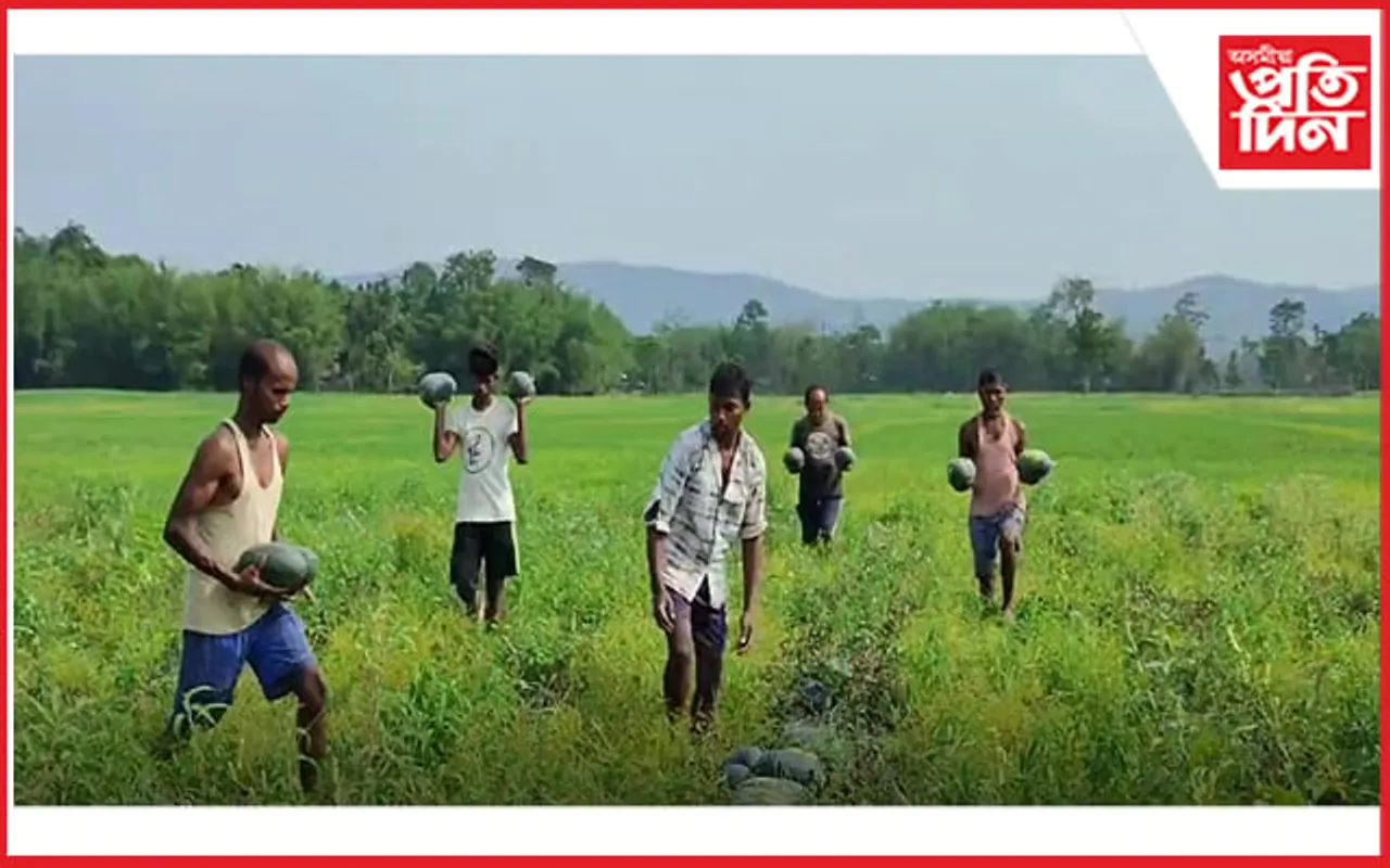 চাকৰিলৈ আশা নকৰি তৰমুজ খেতিৰে নিদৰ্শন দাঙি ধৰিছে শিক্ষিত যুৱকৰ এটা দলে...