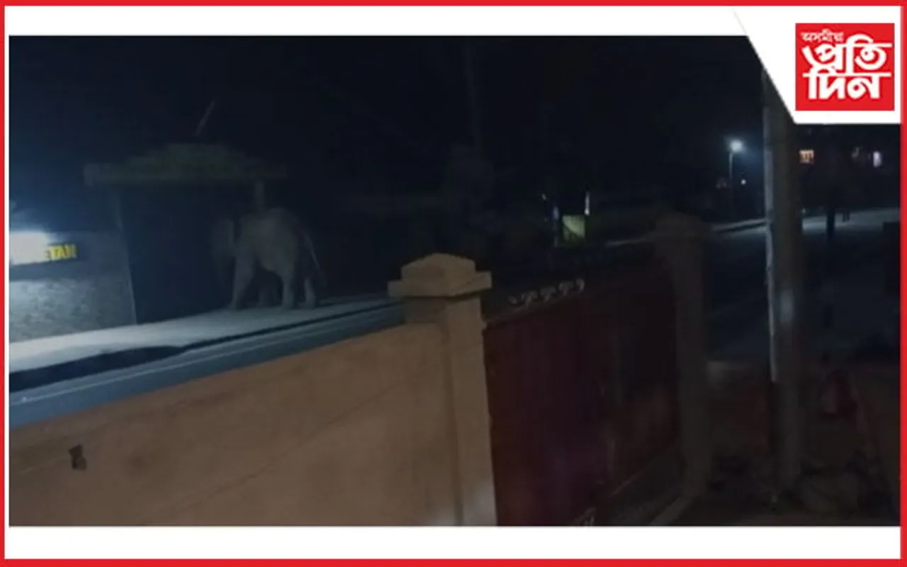মিৰ্জাত হাতীৰ উপদ্ৰৱ অব্যাহত...