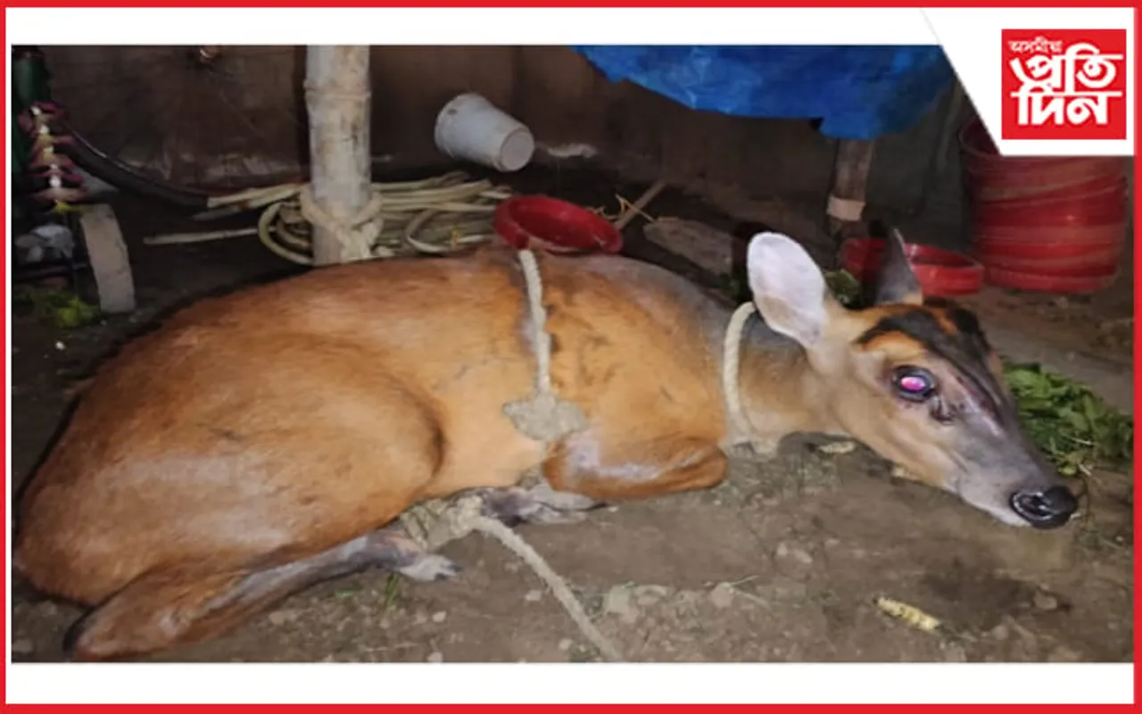 বনৰীয়া হৰিণা উদ্ধাৰ...