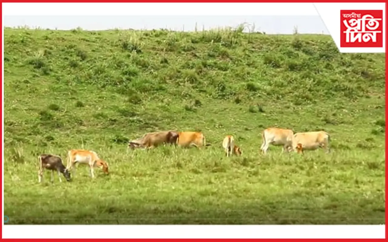 লাম্পি ৰোগৰ সংক্ৰমনৰ সময়তে বুঢ়াপাহাৰত জাকে জাকে গৰুৰ অবাধ বিচৰণকলৈ আতংকিত ৰাইজ