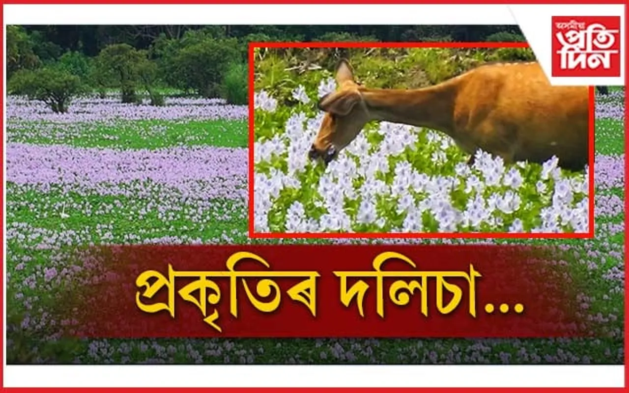 নান্দনিক! কাজিৰঙাত শুভ্ৰতাৰ দলিছা...