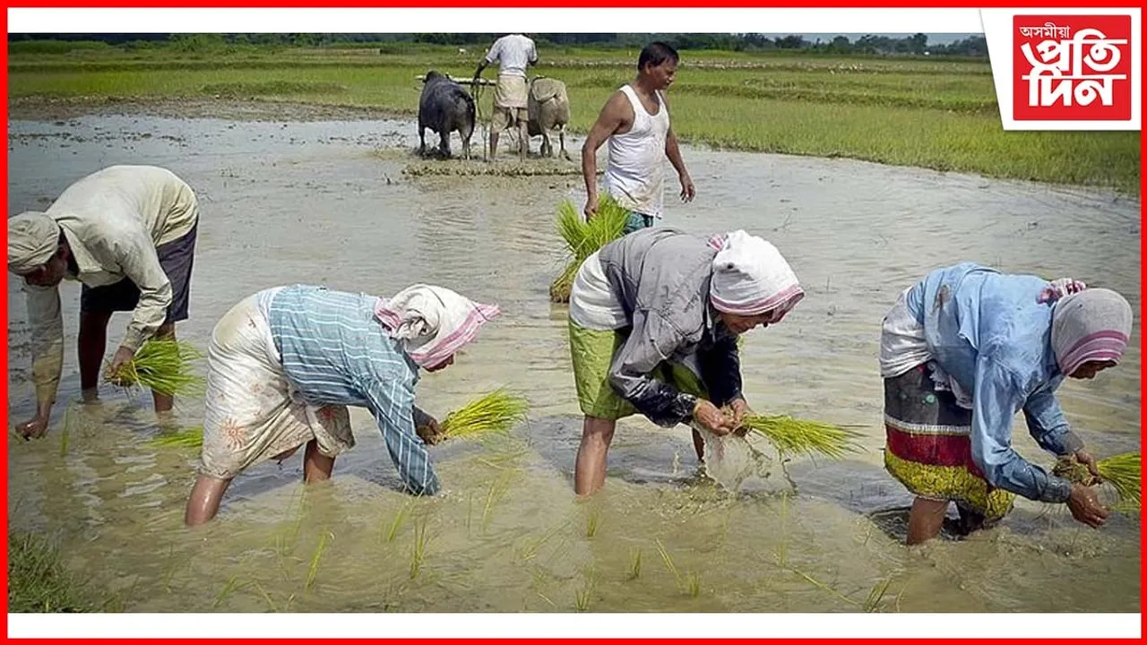 ৰাজ্যত চিন্তনীয়ভাৱে হ্ৰাস পাইছে ধানৰ উৎপাদন, হিতাধিকাৰী আঁচনিৰ কু-প্ৰভাৱ গ্ৰাম্য সমাজত