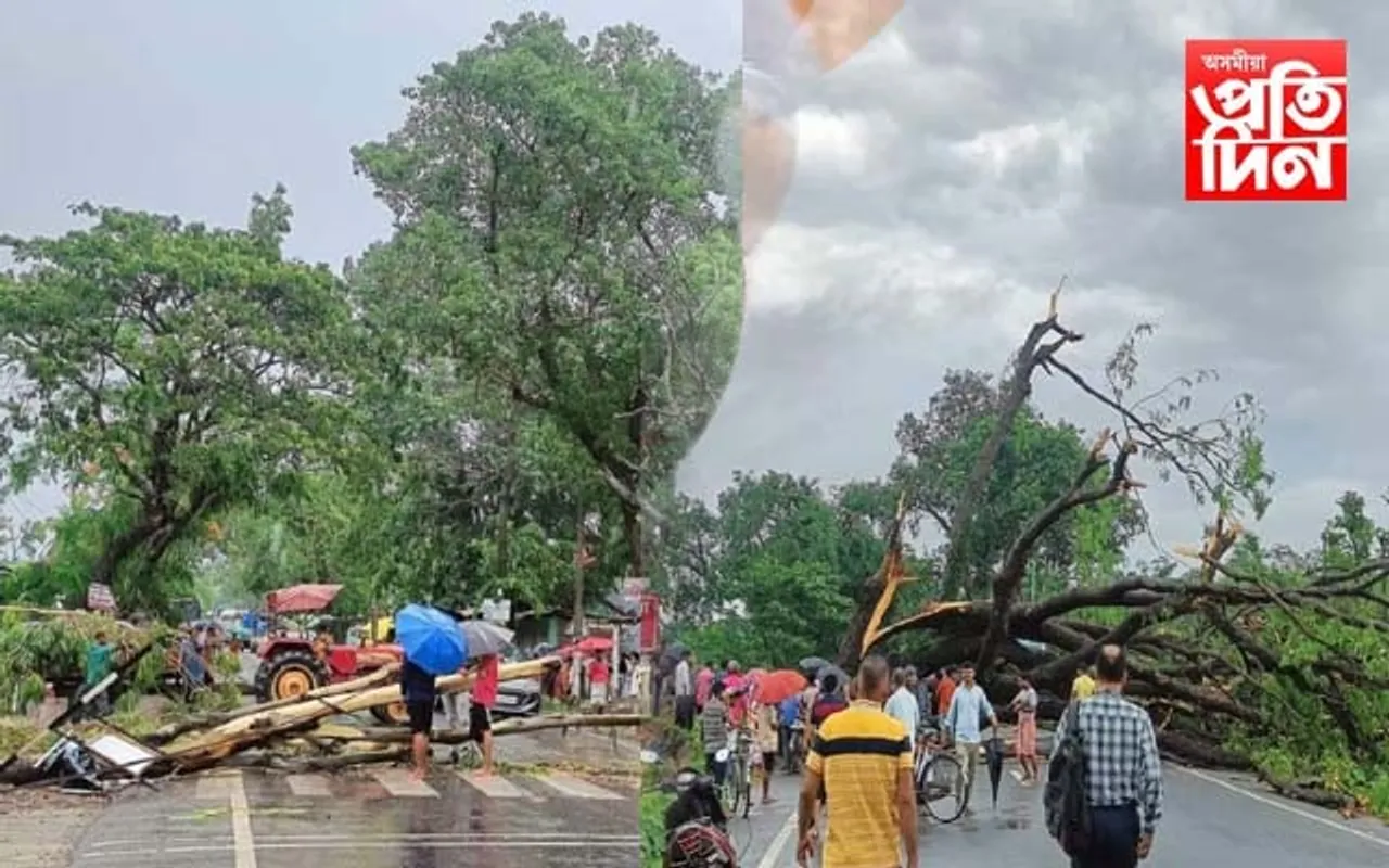 ৰাষ্ট্ৰীয় ঘাইপথৰ ওপৰত বাগৰিল গছ; আবদ্ধ শ-শ যান-বাহন...