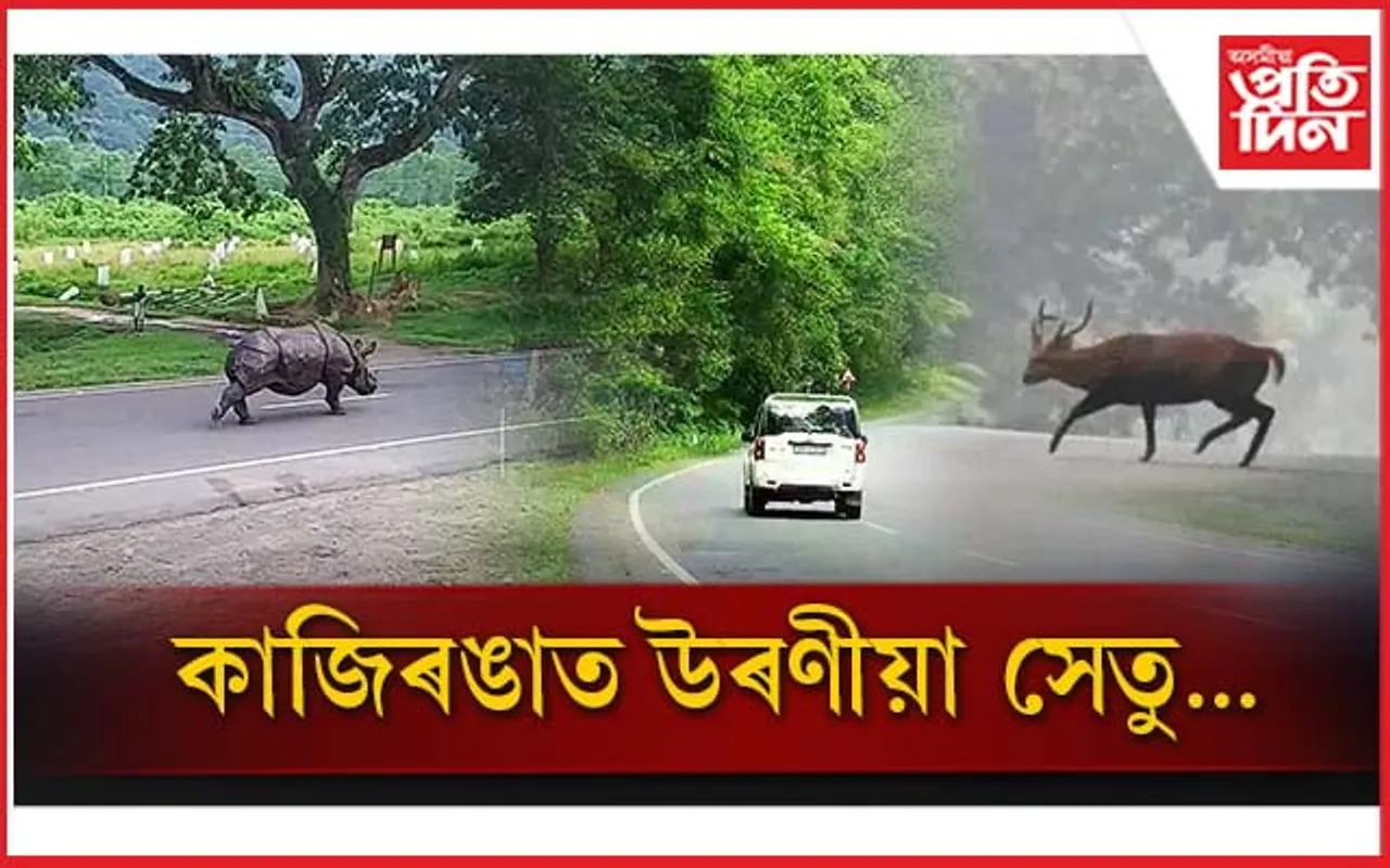 বন্যপ্ৰাণী সুৰক্ষাৰ বাবে কাজিৰঙাৰত উৰণীয়া সেতু নিৰ্মাণৰ প্ৰস্তুতি...