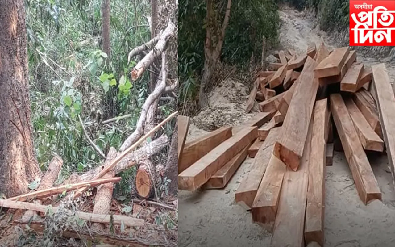 কাজিৰঙাৰ দক্ষিণৰ কাৰ্বি পাহাৰত অবাধ গতিত বন ধ্বংস