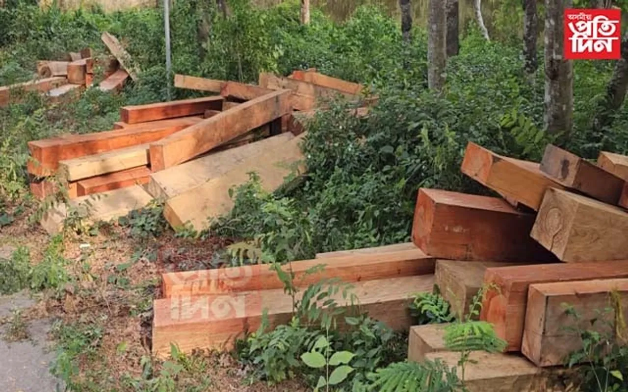 চিৰাঙৰ অনুজ্ঞা পত্ৰধাৰী কাঠফলা মিলত বনধ্বংস কাৰ্য্য চলি থকাৰ অভিযোগ...