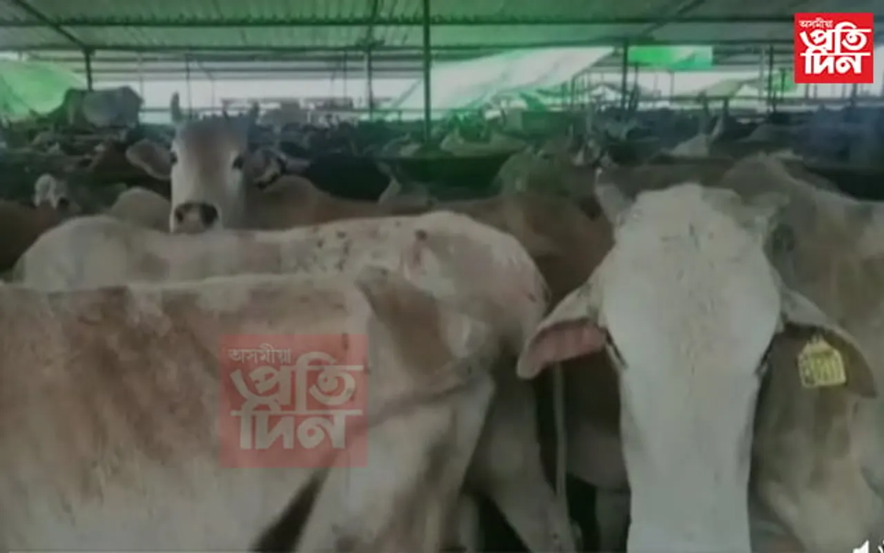 হেলেমৰ গঙ্গা গোশালাত মৃত্যুৰ ক্ষণ গণিছে সহস্ৰাধিক গৰুৱে..