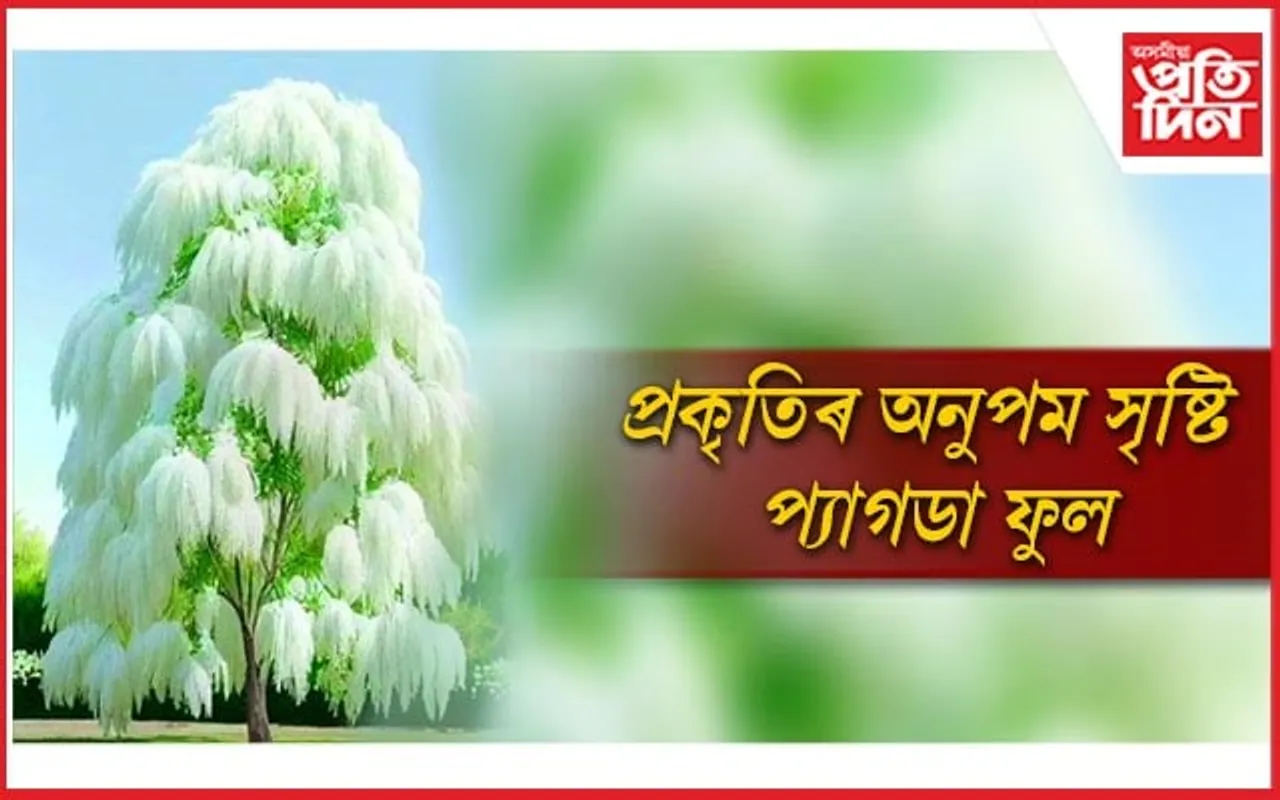 অপৰূপ সৌন্দৰ্যৰ আকৰ প্যাগডা ফুল