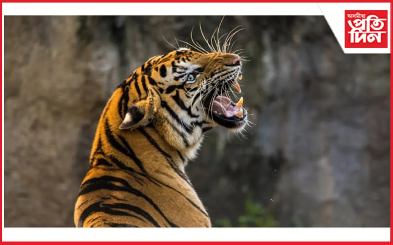 পাৰস্পৰিক যুঁজত পৰাৰ পৰিণাম...
