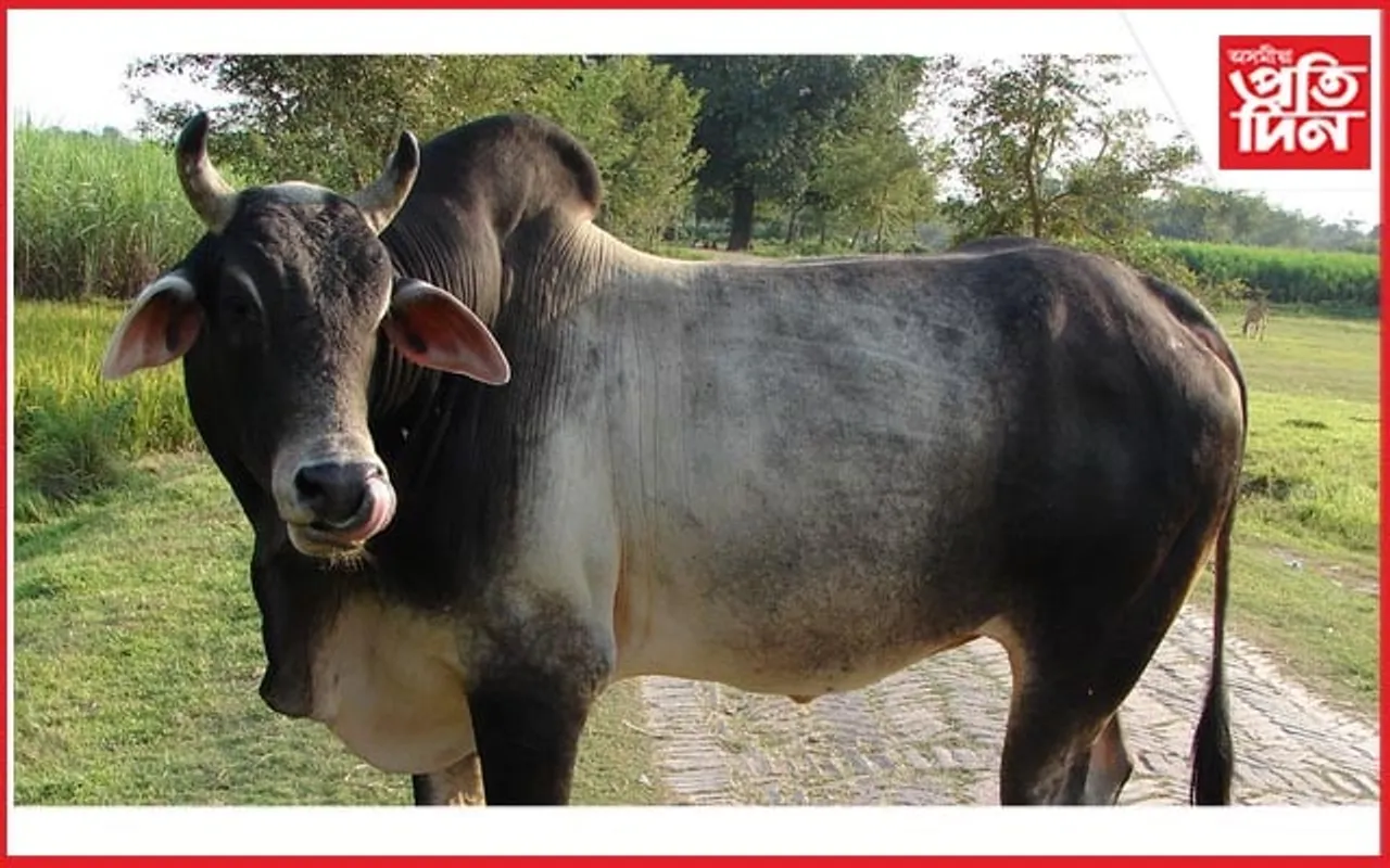 ষাঁড়ৰ পিঠিত উঠি শাস্তিৰ সন্মুখীন উত্তৰ প্ৰদেশৰ যুৱক