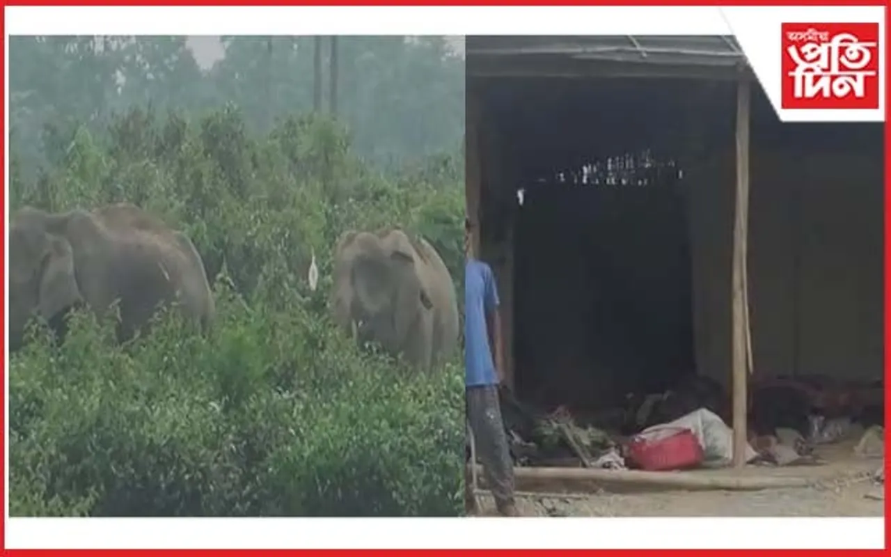 নুমলীগড়ৰ কালিয়নী চাহ বাগিচাত বন্যহস্তীৰ তাণ্ডৱ