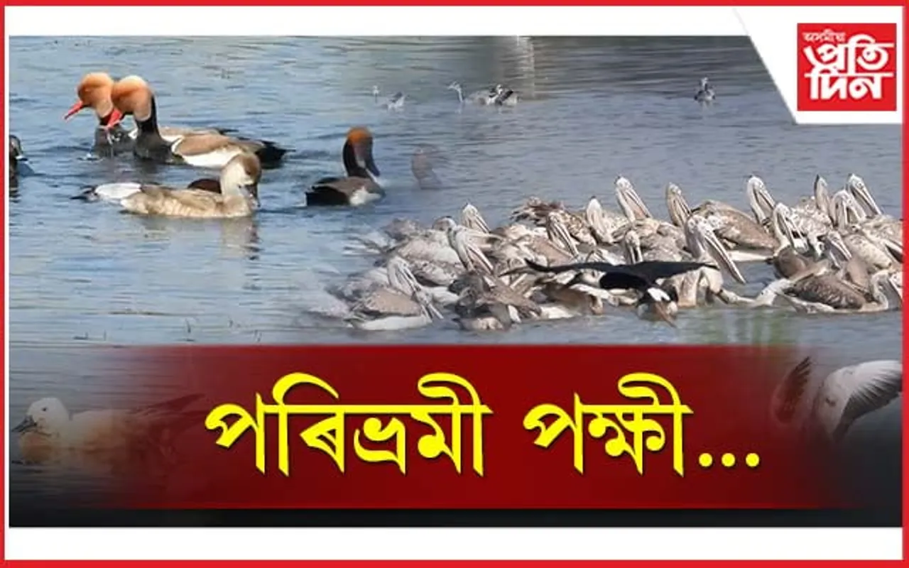 আজি বিশ্ব পৰিভ্ৰমী পক্ষী দিৱস...
