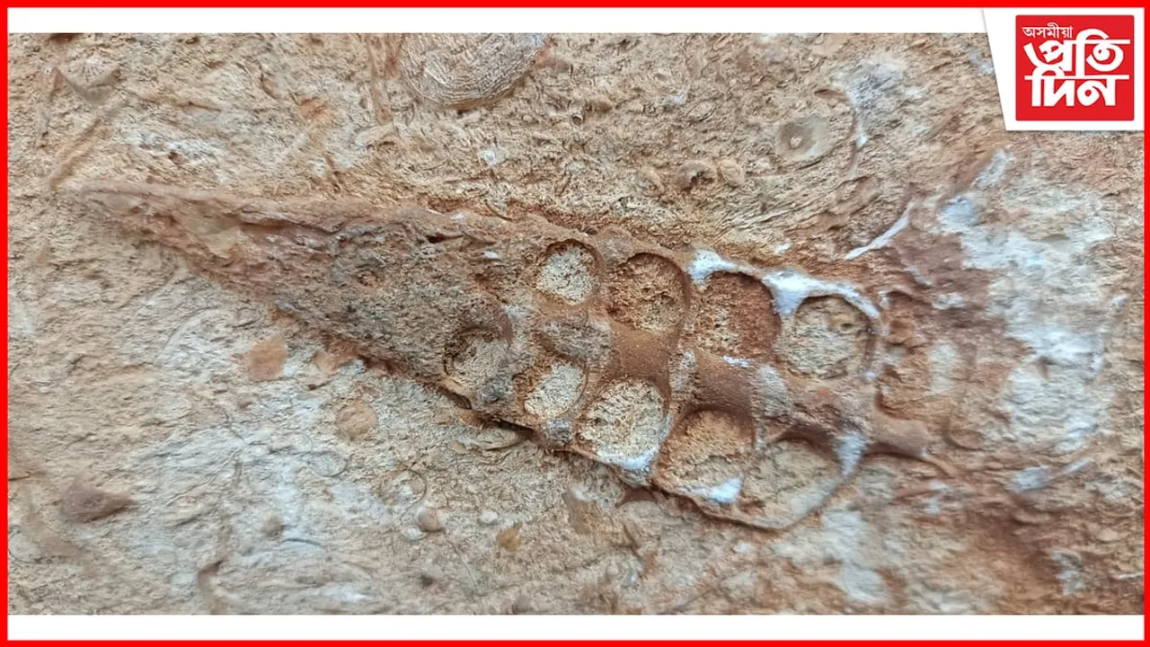 কাৰ্বি আংলঙত জীৱাশ্ম উদ্ধাৰ...