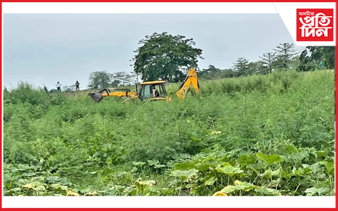ঢকুৱাখনাত অব্যাহত ভাং খেতিৰ উচ্ছেদ অভিযান...