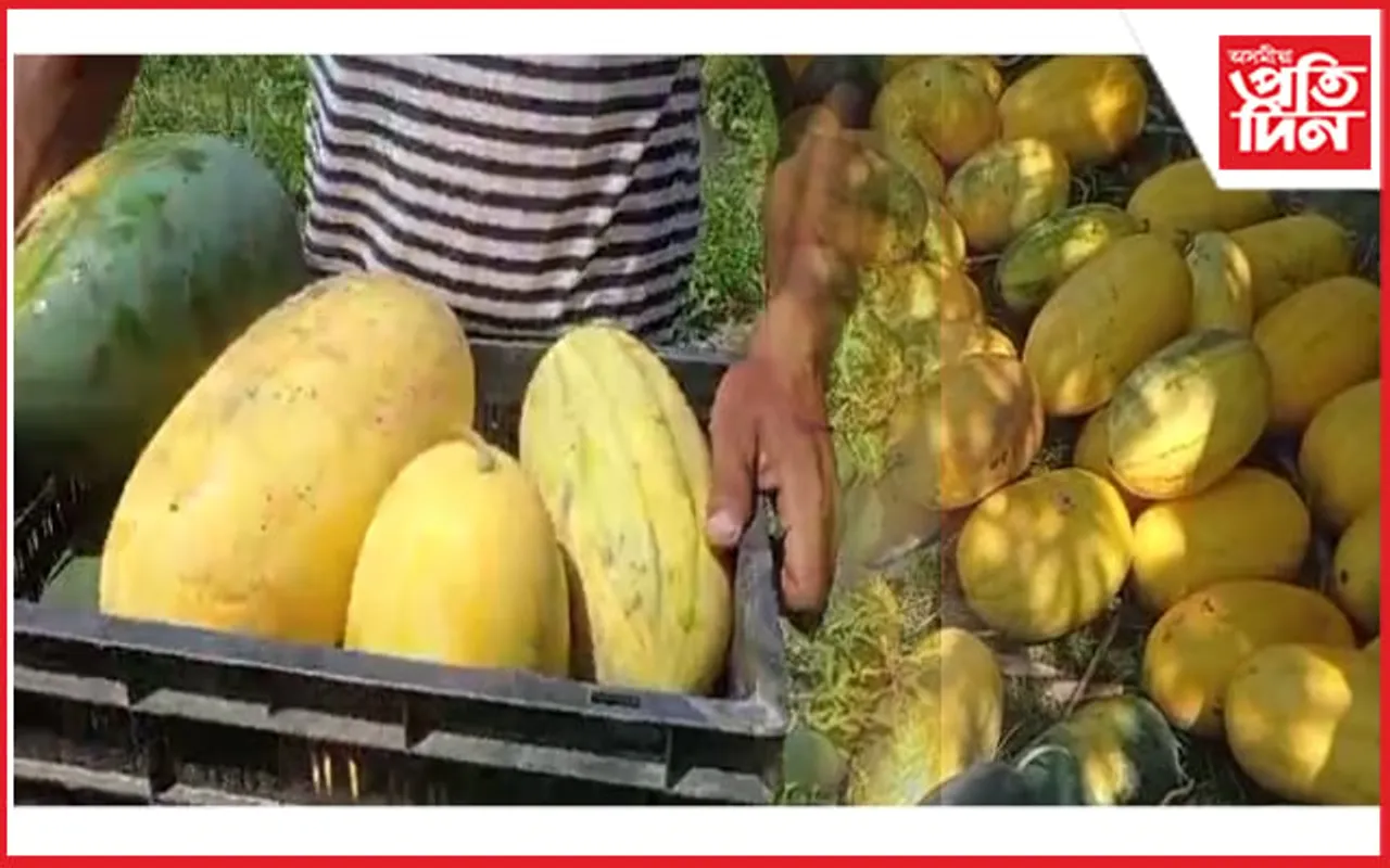 তৰমুজৰ খেতিৰে স্বাৱলম্বিতাৰ বাট দেখুৱাইছে জামুগুৰিহাটৰ যুৱকে...