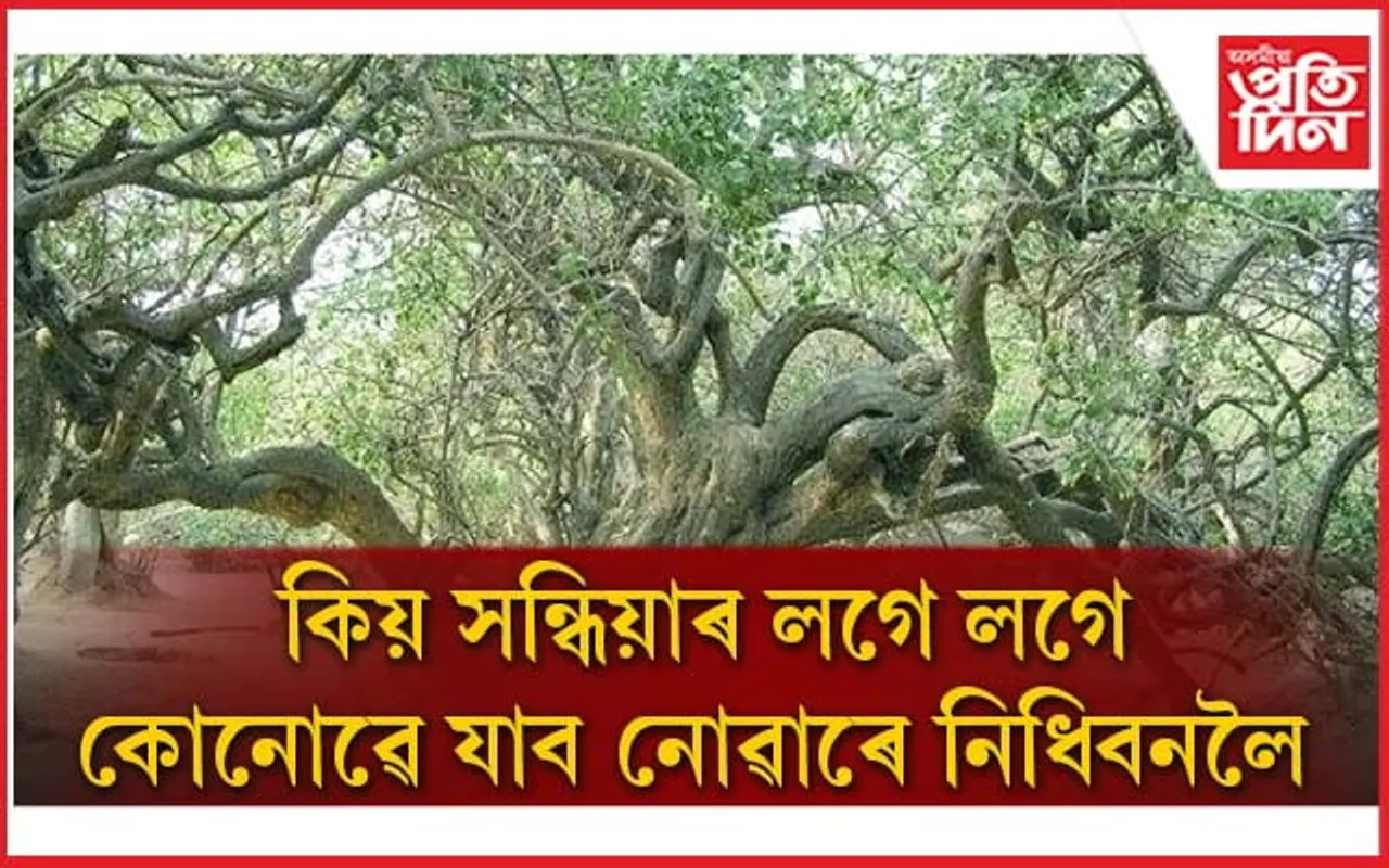 বৃন্দাবনৰ নিধিবনলৈ নিশা গ'লে মানুহে হেৰুৱাই মানসিক সন্তুলন, নহ'লে অনিবাৰ্য মৃত্যু