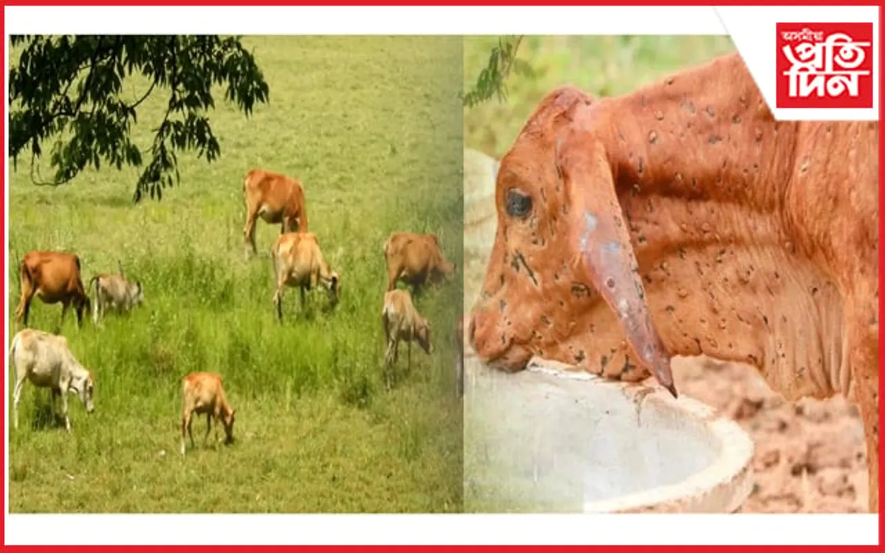 সাৱধান হওঁক; জীৱ-জন্তুৰ দেহত দেখা গৈছে লাম্পি ৰোগ...