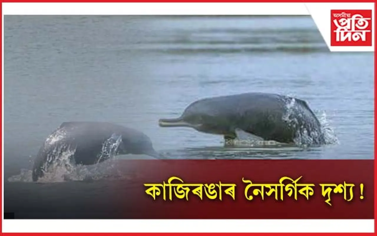 কাজিৰঙাৰ ৰিভাৰ ডলফিন, শিহুৰ বিচৰণে আকৰ্ষণ কৰিছে দেশী-বিদেশী পৰ্যটকক...