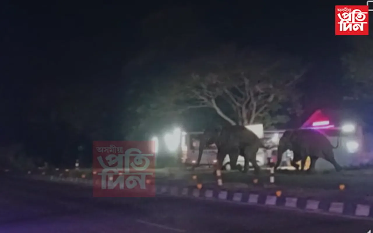  নগাঁওৰ ৰাষ্ট্ৰীয় ঘাইপথত বন্যহস্তীৰ সন্ত্ৰাস...