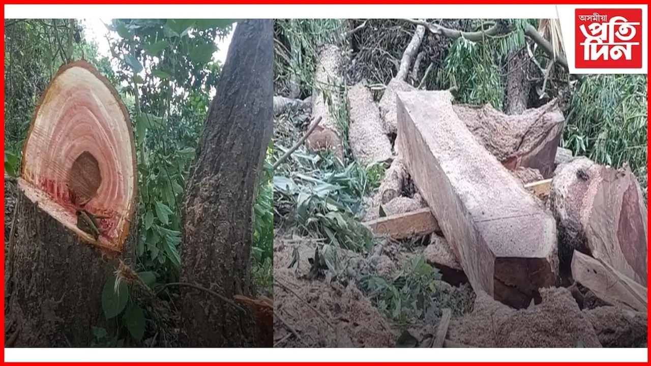 বন বিভাগৰ অভিযানত জব্দ ৩১ টা মূল্যবান কাঠৰ কুণ্ডা