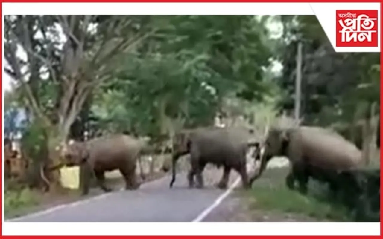 গোলাঘাটৰ মৰঙীত অব্যাহত হাতী মানুহৰ সংঘাত...