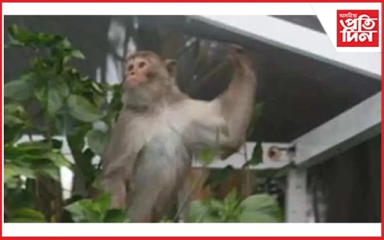তাণ্ডৱ সৃষ্টিকাৰী বান্দৰ ধৰিবলৈ ২১ হাজাৰ টকাৰ পুৰস্কাৰ ঘোষণা 