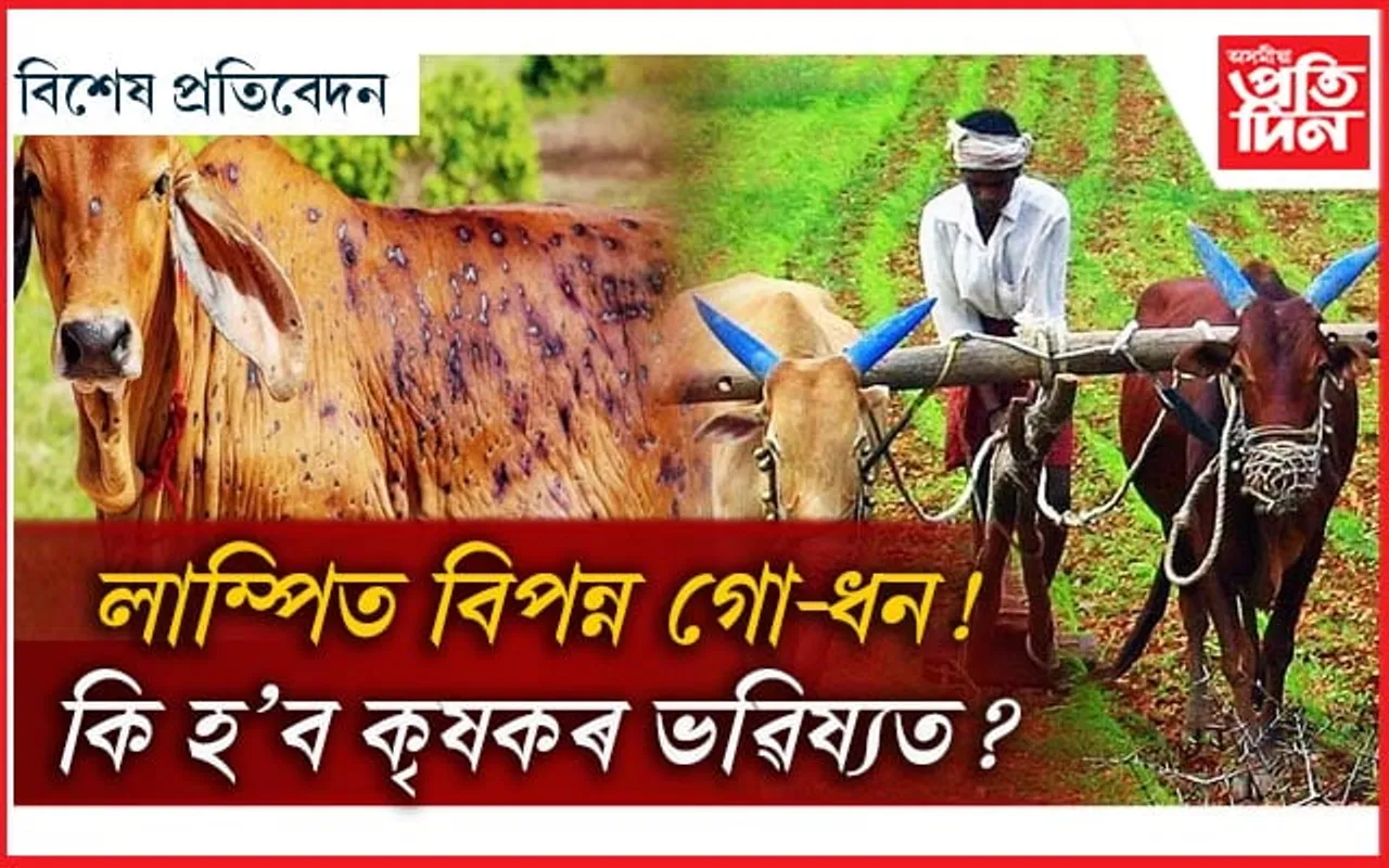লাম্পিৰ গ্ৰাসত শ শ গো-ধন! শস্যৰ পথাৰত কৃষকৰ কান্দোন... 