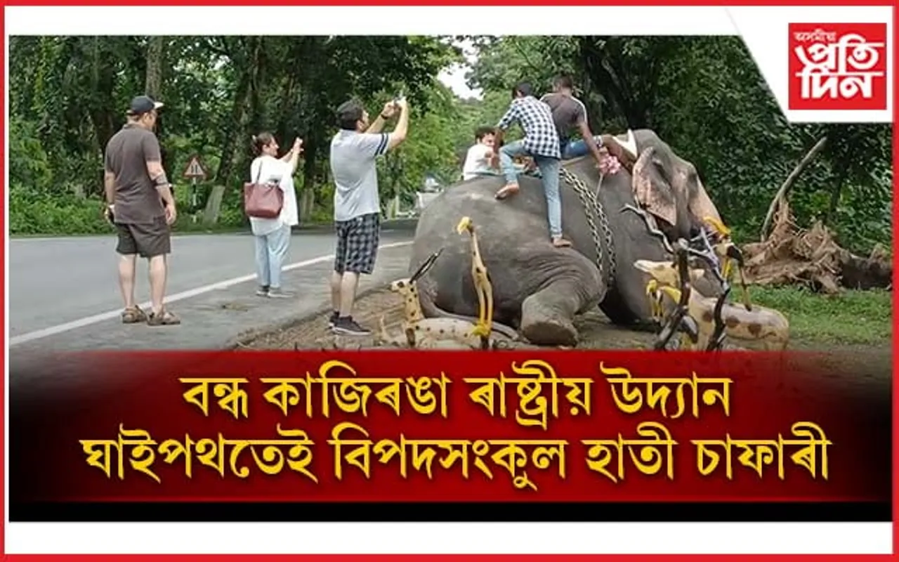 কাজিৰঙাত ব্যক্তিগত হাতী মাউতৰ দৌৰাত্ম্য: গাদী নোহোৱাকৈ হাতী চাফাৰী...