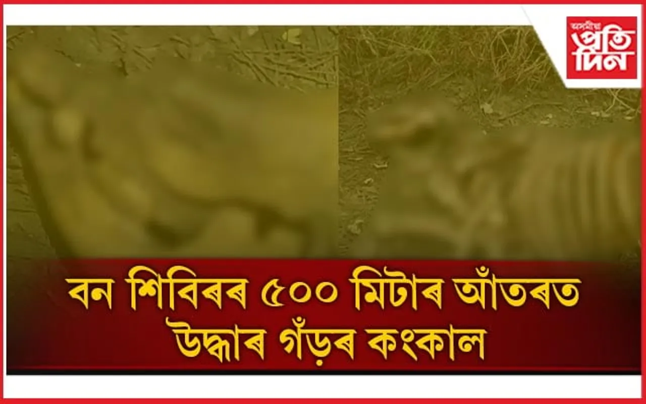 মানাহ ৰাষ্ট্ৰীয় উদ্যানত গঁড় হত্যাঃ খৰ্গবিহীন কংকাল উদ্ধাৰ...