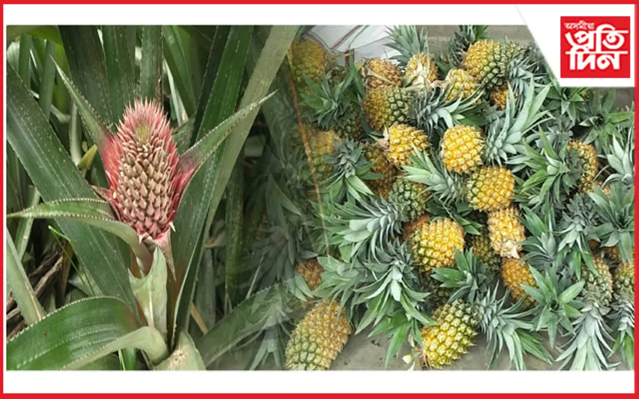 তামুলপুৰৰ আনাৰসে আনিছে আশাৰ ৰেঙনি: অসমৰ বজাৰ দখল...