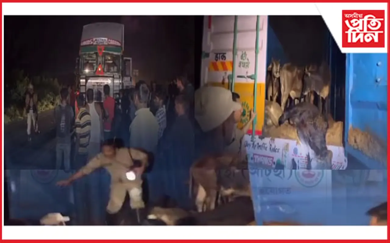 ন-ন কৌশলেৰে সৰবৰাহ গো-ধন: চাবুৱাত জব্দ ৫০ৰো অধিক গো-ধন...