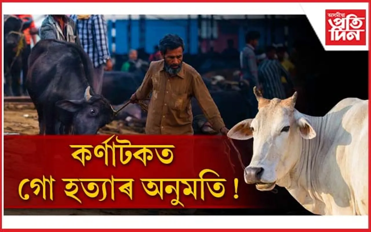কৰ্ণাটকত গো হত্যাক লৈ মুখ্য়মন্ত্ৰী ছিদ্ধাৰামায়াৰ সঁহাৰি...