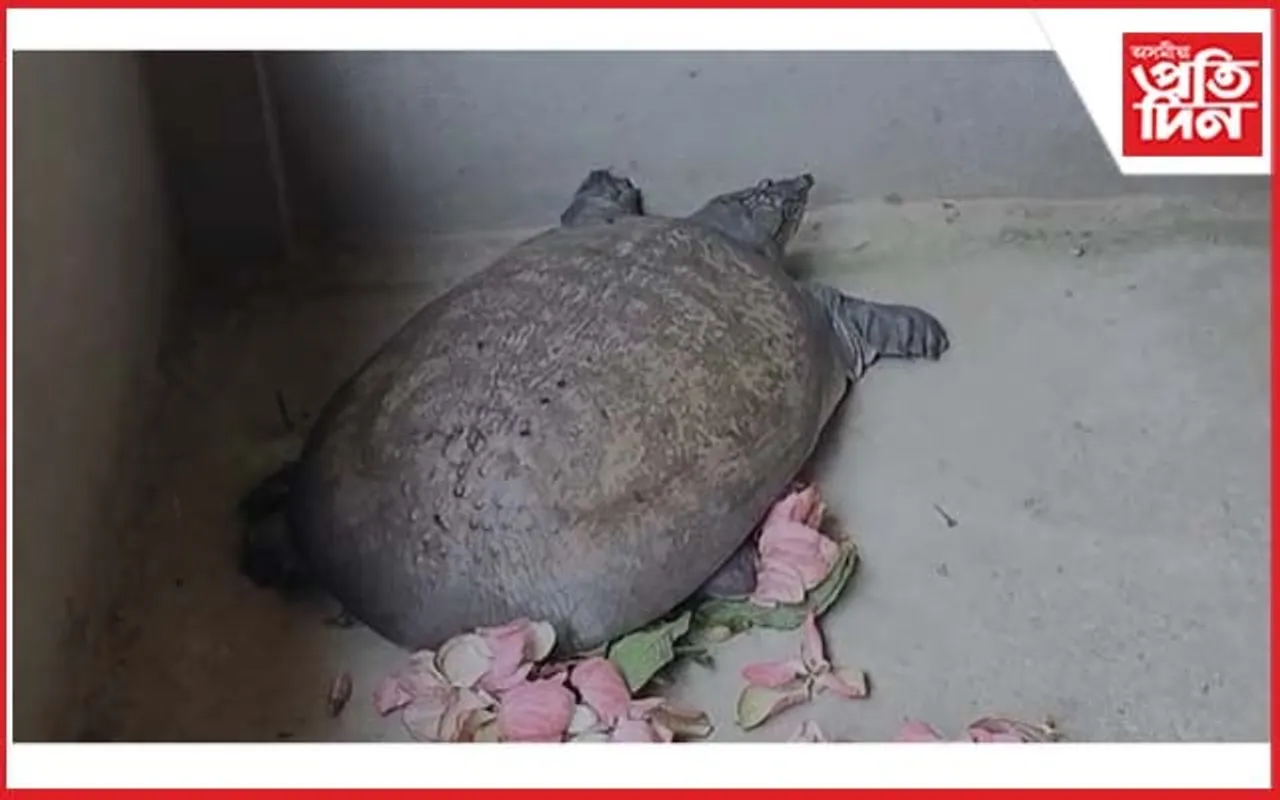 প্ৰায় ২০ কেজি ওজনৰ দুষ্প্ৰাপ্য কাছ উদ্ধাৰ...