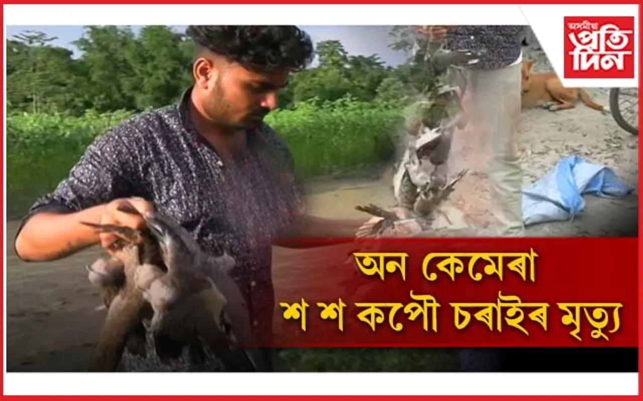 নিৰ্দয় মানুহৰ অত্যাচাৰত বৰপেটাত অপমৃত্যু হাজাৰ হাজাৰ কপৌ চৰাইৰ...