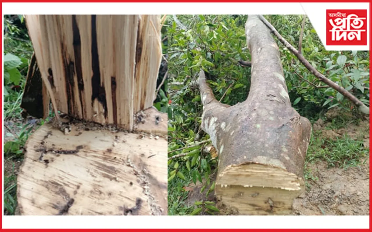 সাঁচি গছ চুৰি কৰি আৰক্ষী জালত চোৰ...
