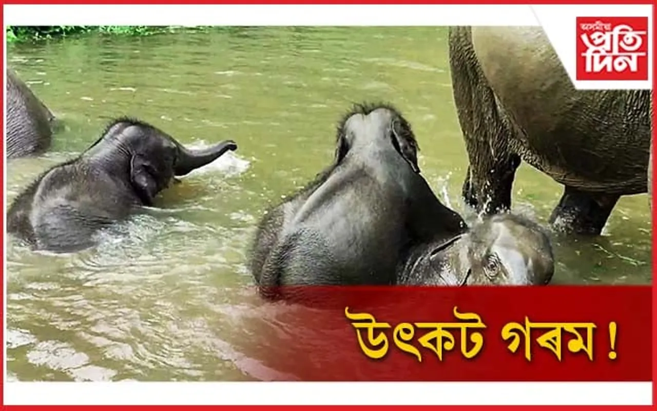 উৎকট গৰম! পৰিত্ৰাণ বিছাৰি কাজিৰঙাত হাতী পোৱালিৰ জলকেলি...