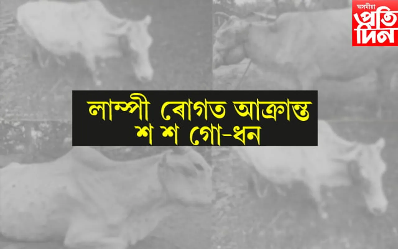 গহপুৰ মহকুমাত লাম্পী ৰোগত আক্ৰান্ত গো-ধন...