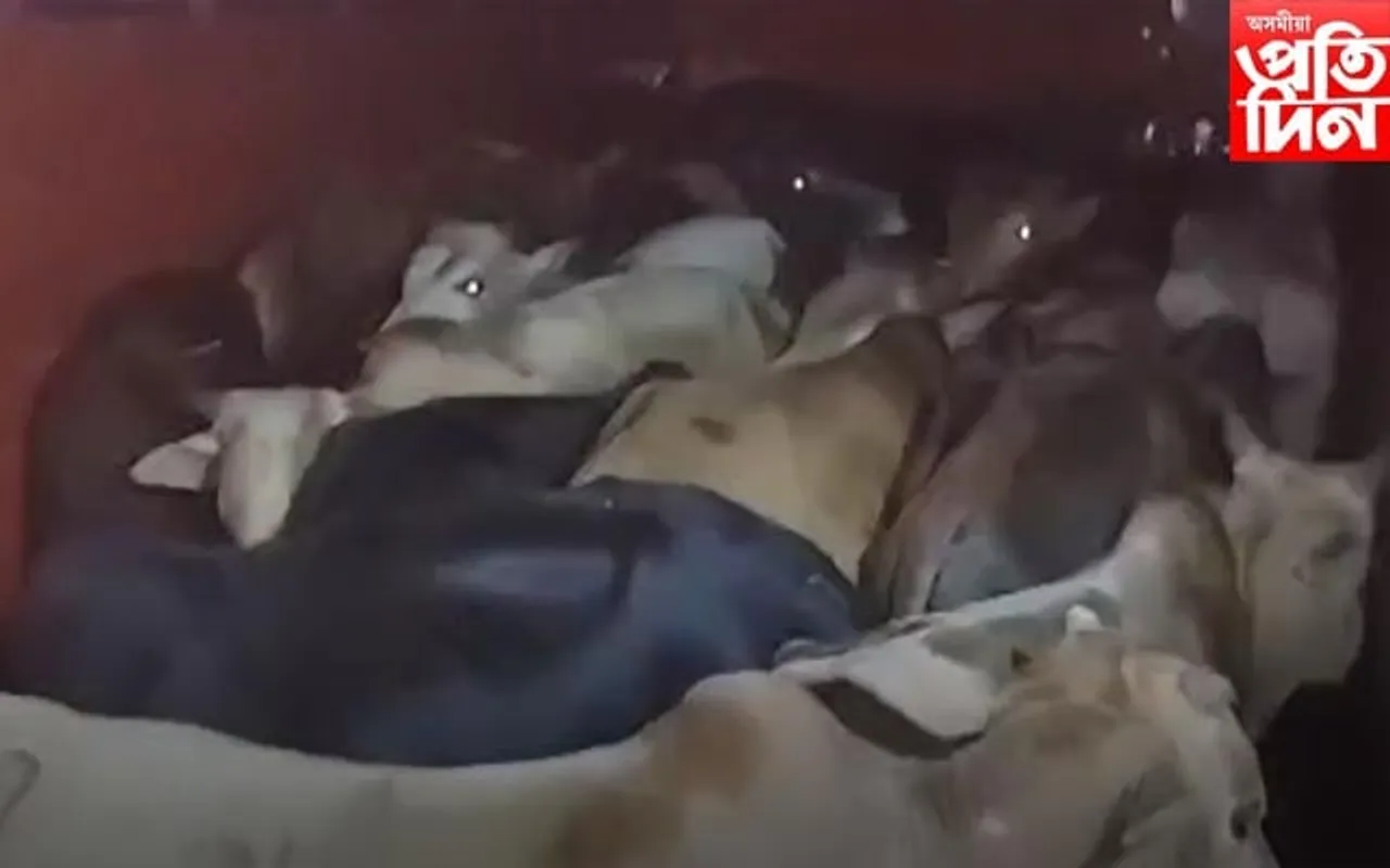 ৰাজ্যত অব্যাহত আছে গৰু সৰবৰাহৰ অবৈধ বেহা
