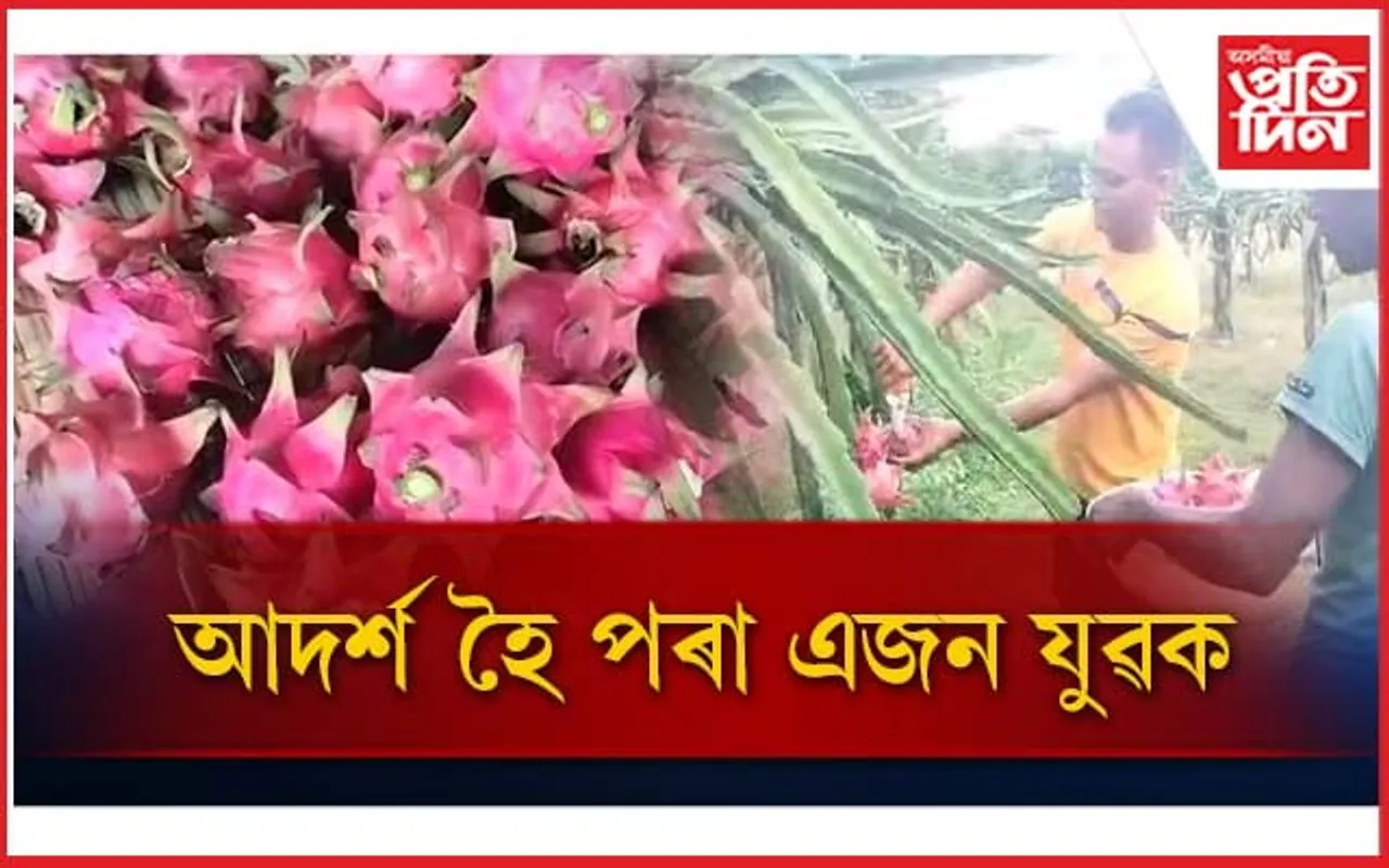ড্ৰেগন ফ্ৰুইটছৰ খেতিৰে স্বাভলম্বীতাৰ নিৰ্দশন জামুগুৰিহাটৰ যুৱ-কৃষকৰ...