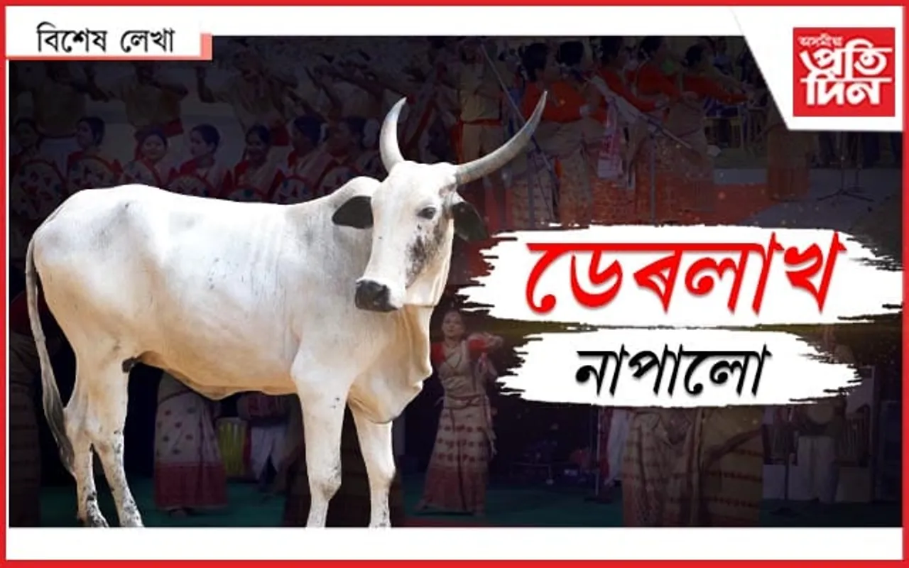 এয়াই অৱস্থা! বিহুৰ ধাৰ মাৰিবলৈ বিকিব  হালৰ দমৰা...
