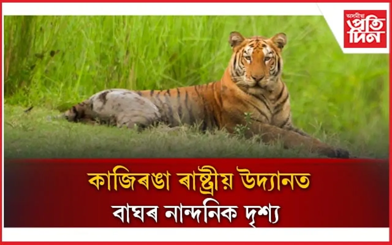 আজি আন্তৰ্জাতিক ব্যাঘ্ৰ দিৱস : কাজিৰঙা টাইগাৰ ৰিজাৰ্ভত শতাধিক বাঘ বিচৰণৰ তথ্য